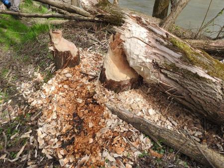 7. april, mednarodni dan bobra in Dan za spremembe 26